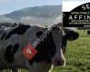 Affineur Walo von Mühlenen, Weltmeister Käse aus der Schweiz