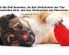 Anihope Verein für notleidende Tiere