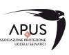 Apusapus