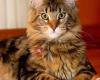 Ashanty-Coon - Swiss Maine Coon Cattery