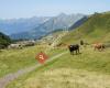 Bergbahnen Meiringen-Hasliberg