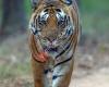 Big Cats of India