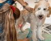 Dog Dream Hundecoiffure & Boutique