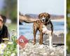 DOGS-OFFROAD.CH