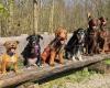 Dogsitting24 - Hundetagesbetreuung / Dog day care