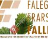 Falegnamaria Fallet