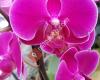 Gunzenhauser Orchideen