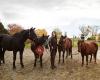 Heartland Reiten Meggen