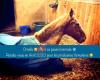 HORSEFEELING -  Formations & Soins en Massage Equin