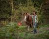 Horsewildwalk - pferdegestütztes Coaching und Seminare für Frauen