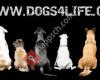 Hundeschule dogs4life.ch