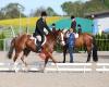 Hunter under Saddle in der Schweiz