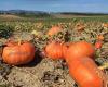 La Grange aux courges