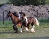 Les Irish Cob Marvellous du Sapin Bleu