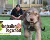 Mantrailer & Dogschool by Urs und Sabi