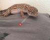 Mes geckos léopards / Vente d’élévage