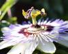 Passion Flowers