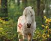 Pferde und Natur - Reittherapie Andrea Bosshard