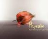 Physalis-nutrition