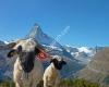 Pollux Zermatt