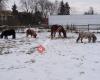 Ponystall Merlin, Reitschule für Kinder, Sempach