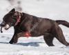 Quatertoppa Labrador Retriever Hundezucht FCI