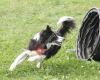 Schnaelli-Pfote Agility- und Hundeschule