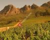 South African Wines & Trading