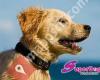 SuperDoggy, die Mobile Hundeschule