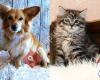 Tierischwohl: Ihr Tier - Ihr Talisman, Kinesiologie für Mensch & Tier