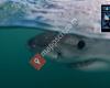 White Shark Trust